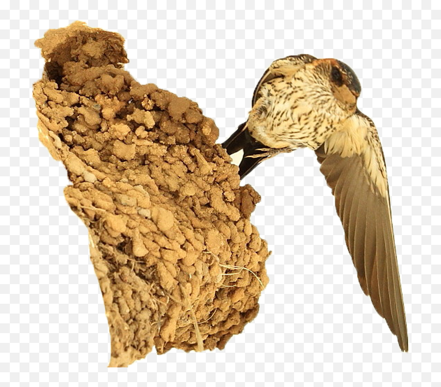 Nest Png No Background Mart - Swallow,Nest Png