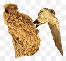 Nest Png No Background Mart - Swallow,Nest Png