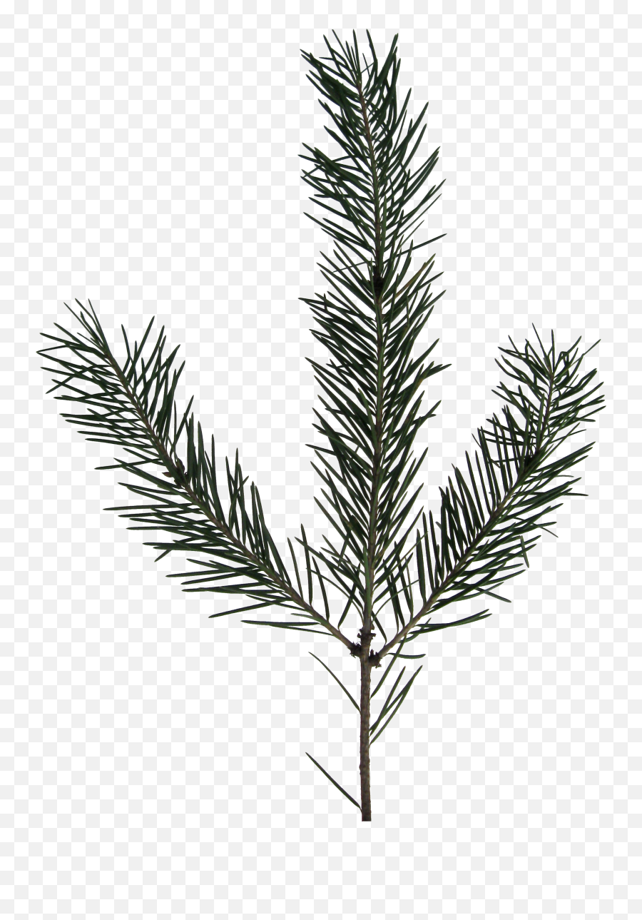 Download Hd Transparent Evergreen Branch Png - Fir Sprig Black And White,Branch Png