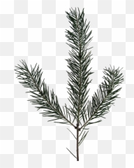 Download Hd Transparent Evergreen Branch Png - Fir Sprig Black And White