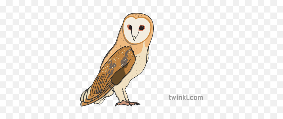 Barn Owl Calouro Ver 1 Illustration - Soft Png,Barn Owl Icon