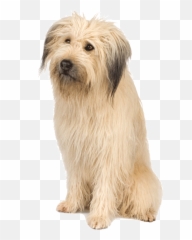 Dogs Icon Png Web Icons - Picsart Png Dog Background,Dogs Png