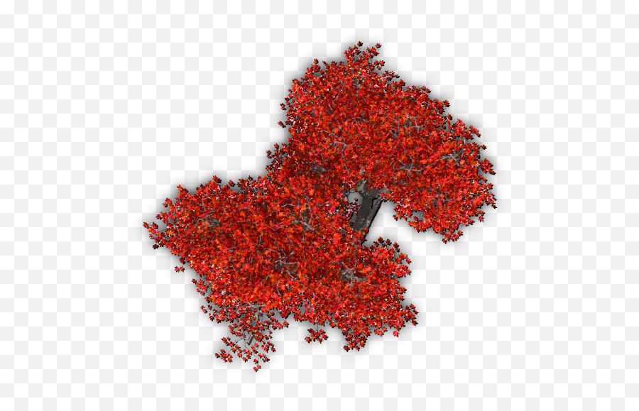 Download Hd 451k Tree Autumn 1 06 Feb 2009 - Red Tree Top Tree Texture Png Top View,Tree Top View Png