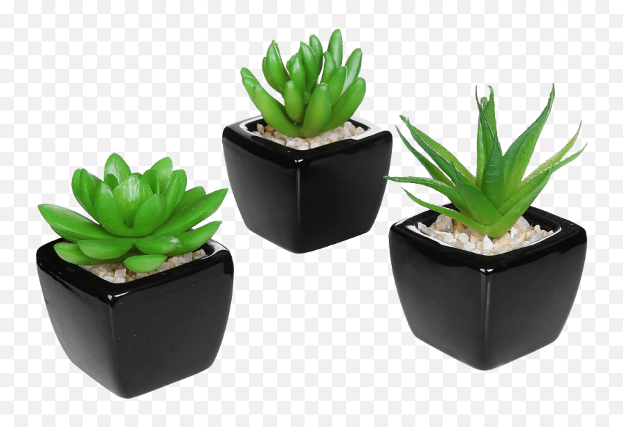 Set Of 3 Modern Home Decor Mini Succulent - Decorta Small Plant For Office Desk Png,Decor Png