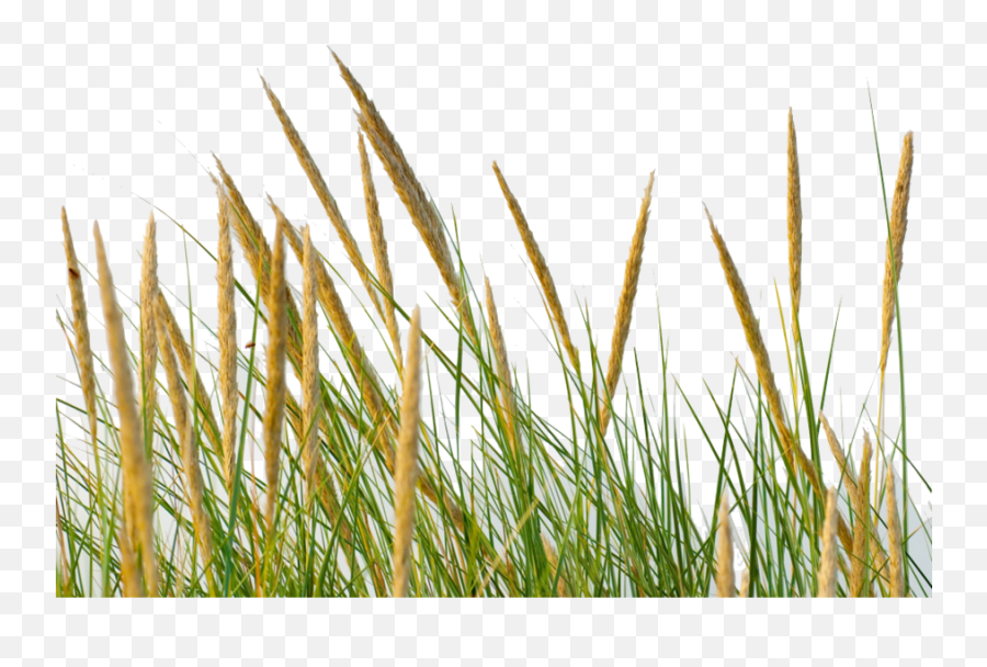 Library Of Strawgrass Png Freeuse - Grass Straw Png,Hay Png