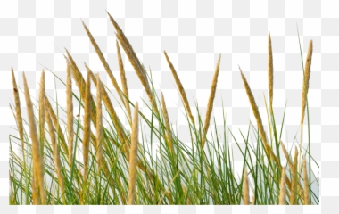Library Of Strawgrass Png Freeuse - Grass Straw Png,Hay Png