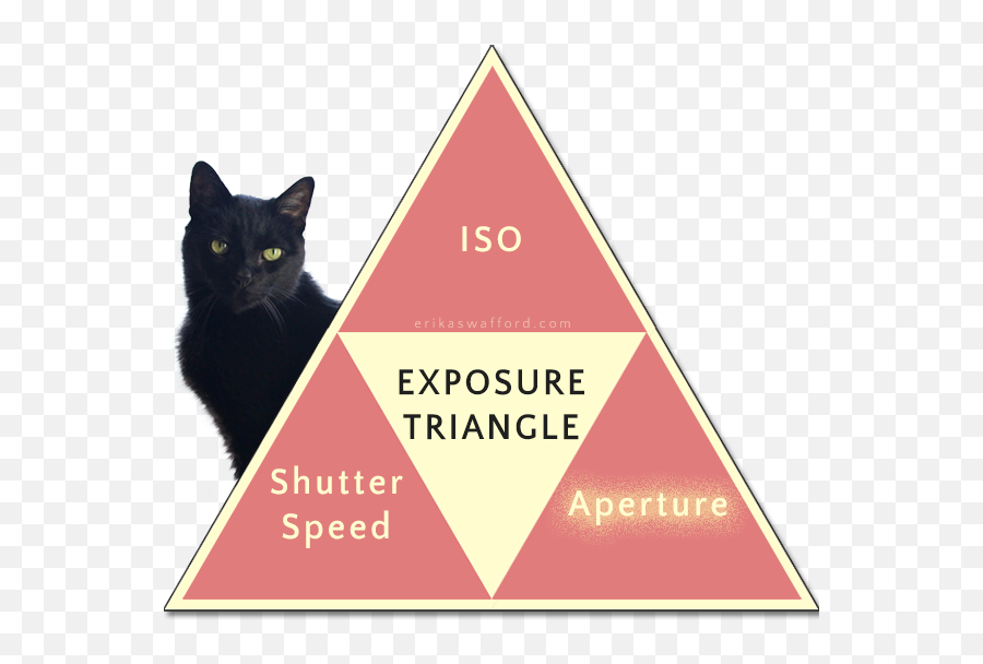 Aperture Explained For Beginners Learn Photography Cat - Black Cat Png,Aperture Png