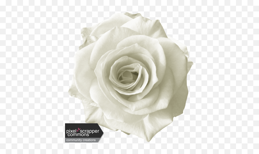 Rebel Rose White Graphic By Sunny Faith Rush Pixel - Pink Rose Graphic Png,White Roses Png
