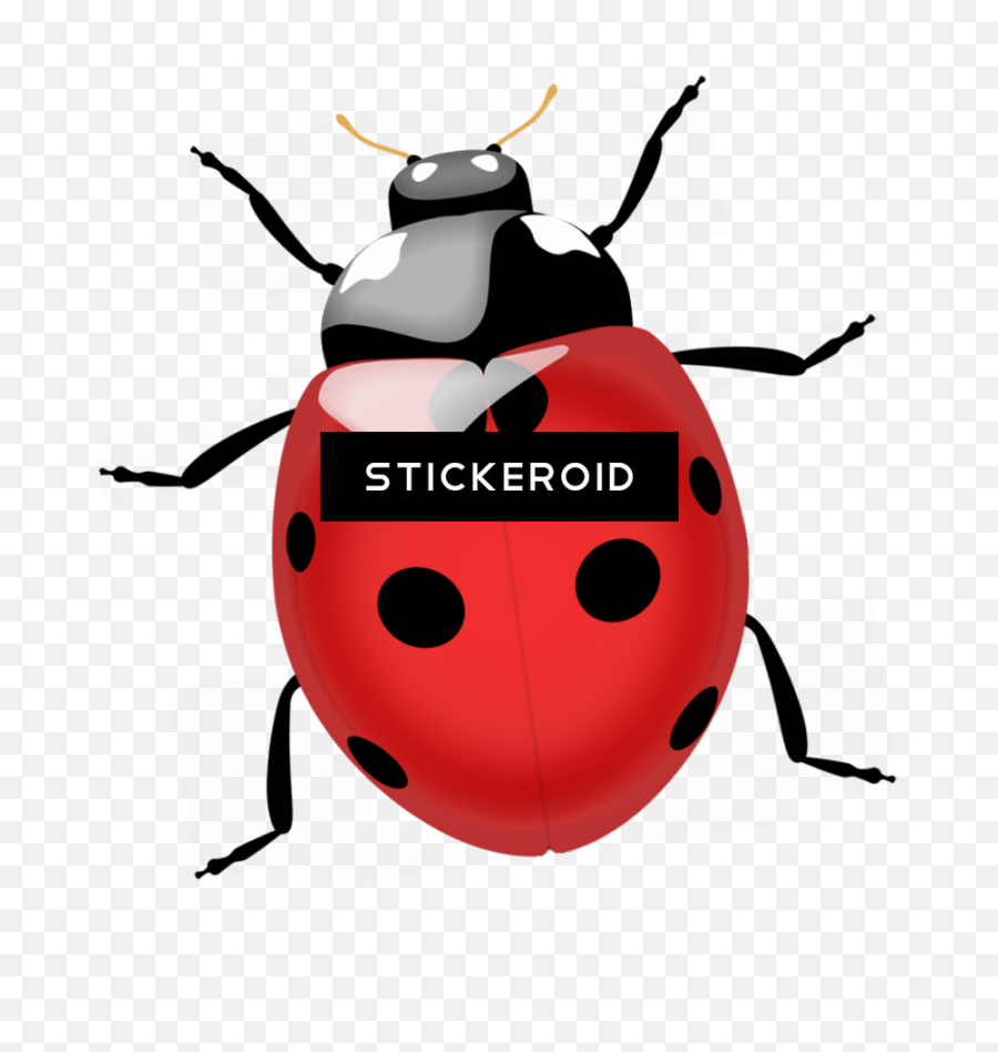 Termite Bugs Insects - Ladybug Png Clipart Full Size Lady Beetle Png,Insects Png