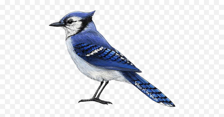 Blue Jay Png 3 Image - Realistic Blue Jay Bird Drawing,Blue Jay Png
