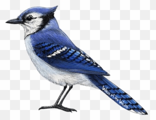 Blue Jay Png 3 Image - Realistic Blue Jay Bird Drawing,Blue Jay Png