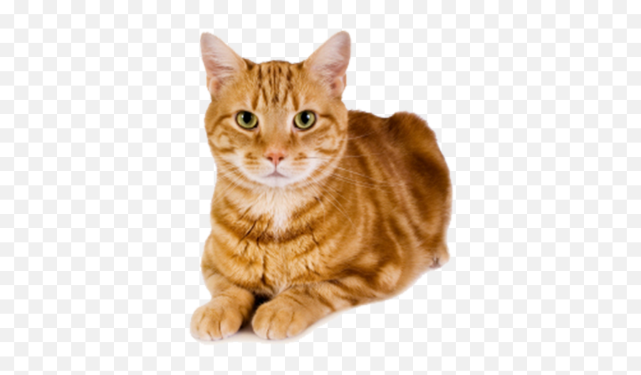 Ginger Cat Png 4 Image - Cat Dog Rat Goodwill,Orange Cat Png