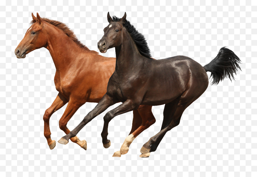 Four Horse Runing Transparent Png Photo - Horses Png,Horses Png