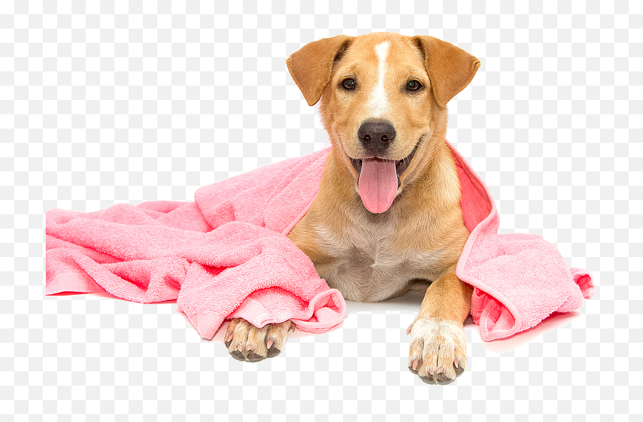 Dog - Dog Bath Png,Bath Png