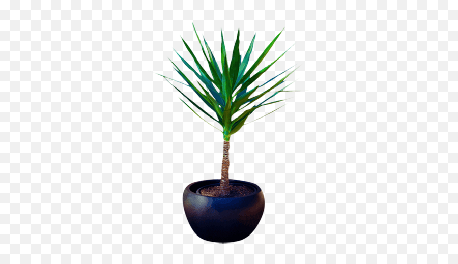 Download Hd Spineless Yucca Plant - Houseplant Png,Yucca Png