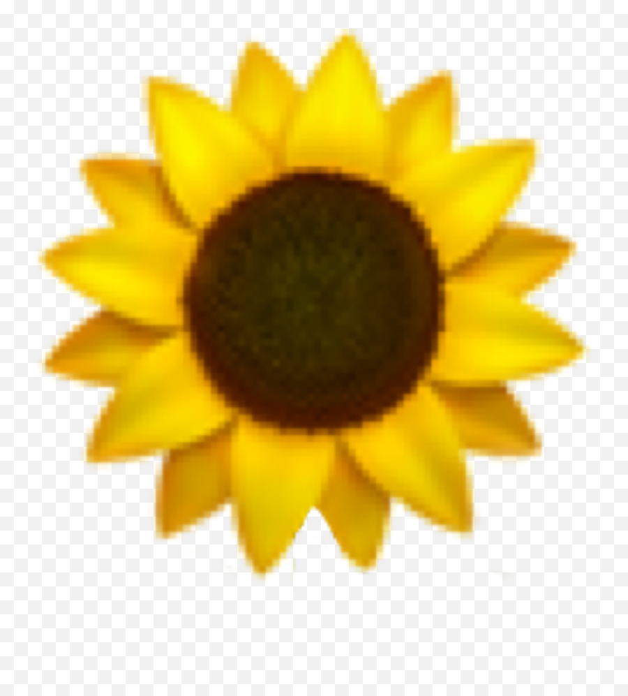 Sunflower Emoji Freetoedit Sticker - Sunflower Emoji Png,Sunflower Emoji Transparent