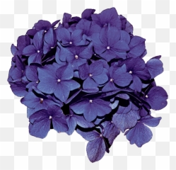 Hydrangea Transparent Clip Art - Hydrangeas Png,Hydrangea Png