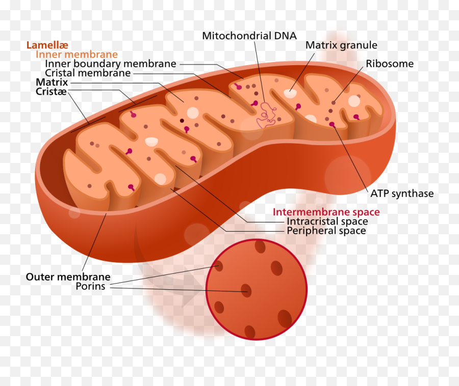 Mitochondrion Structure - Cytoplasm In The Mitochondria Png,Mitochondria Png