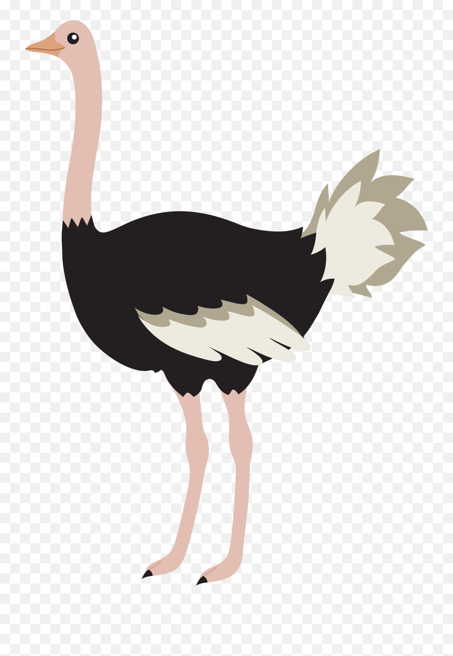 Ostrich Png Images Free Download - Ostrich Clipart Png,Ostrich Png