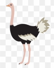 Ostrich Png Images Free Download - Ostrich Clipart Png,Ostrich Png