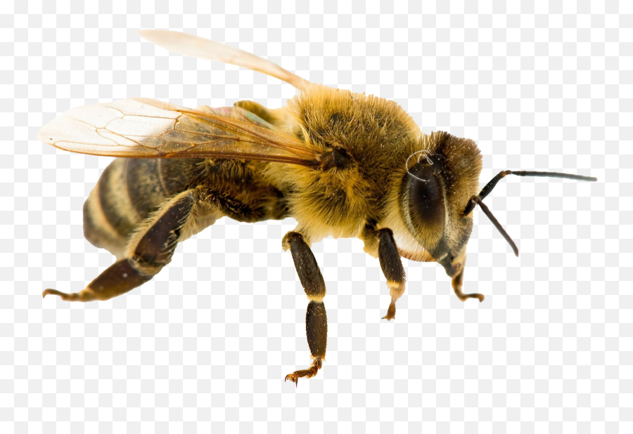 Png Transparent Images Free Download - Common Honey Bee,Honey Bee Png