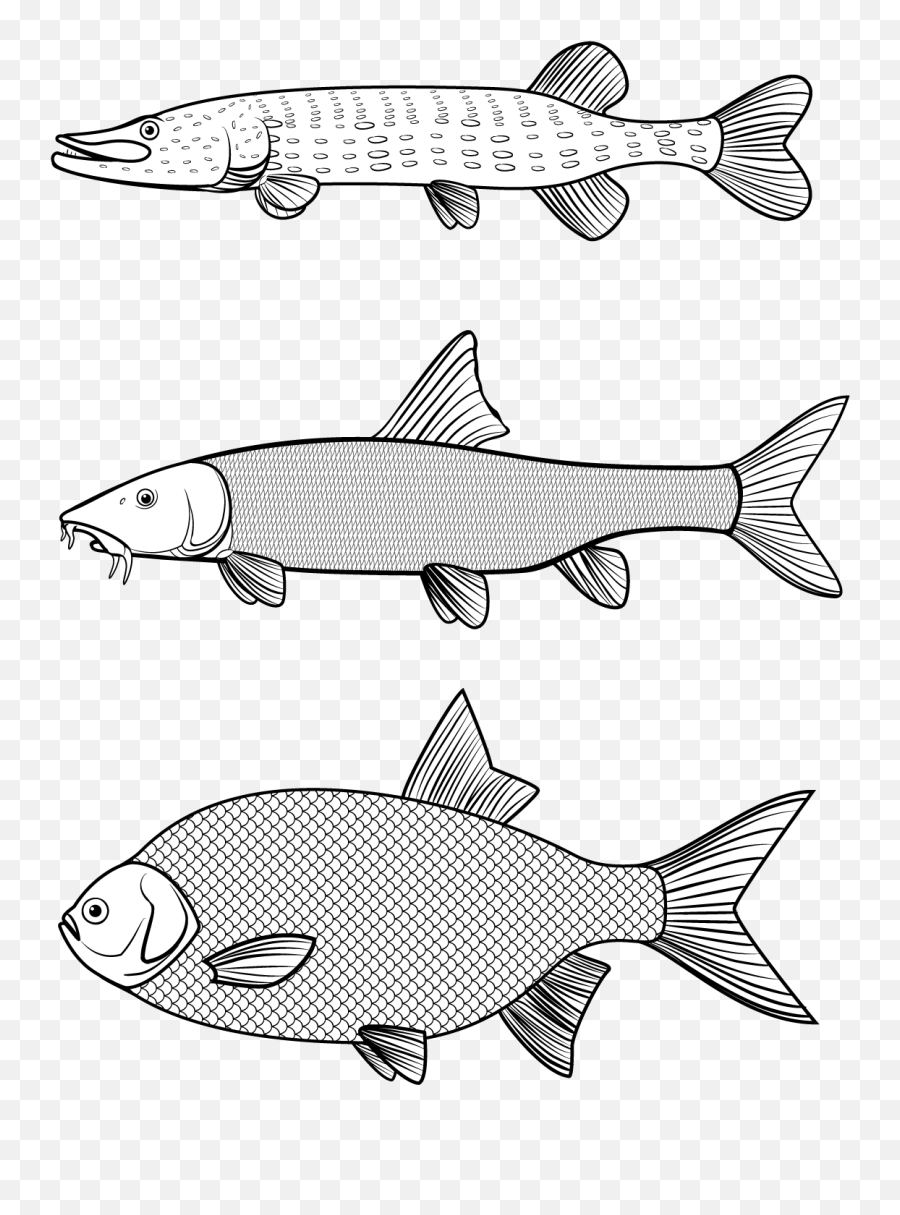 Fish Vector Png - Vector Graphics Line Art Trout Pangasius Hypophthalmus,Trout Png