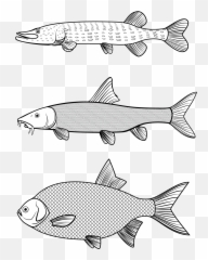 Fish Vector Png - Vector Graphics Line Art Trout Pangasius Hypophthalmus,Trout Png