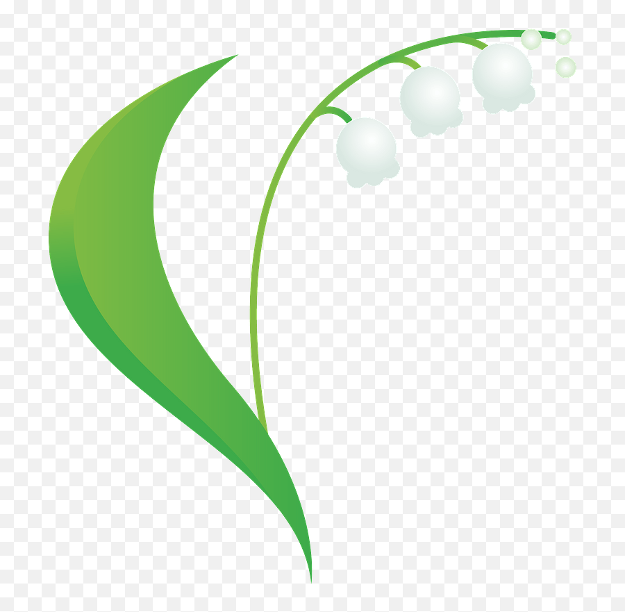 Lily Of The Valley Clipart Free Download Transparent Png