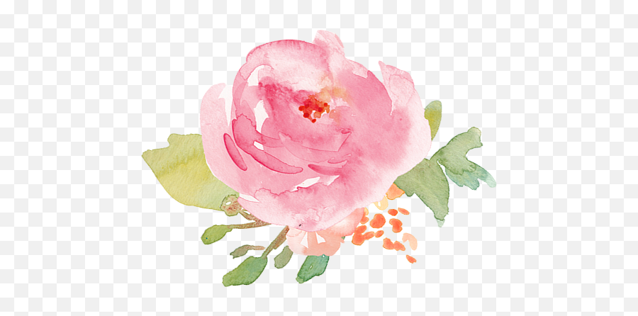 Picturesque Peonies Type Top - Images V09 Png Peonias Png,Peony Png