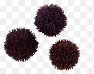 Shellfish U2013 Page 5 Peixe À Porta - Spiked Png,Sea Urchin Png