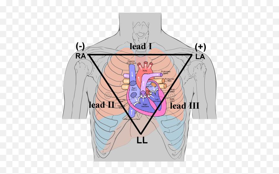 Electrocardiogram Ecg - Bsci 1511l Statistics Manual Placement Of Electrodes For Ecg Png,Ekg Png