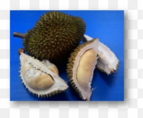 Download 03 04 - Durio Zibethinus Png,Durian Png