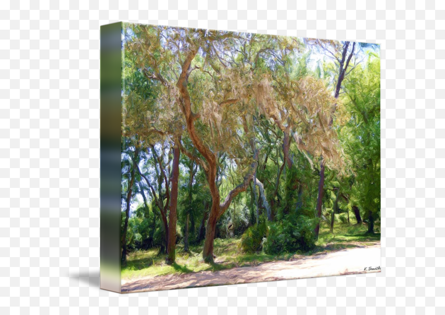 Spanish Moss Covered Tree - Spanish Moss Covered Tree Oil Painting Png,Spanish Moss Png