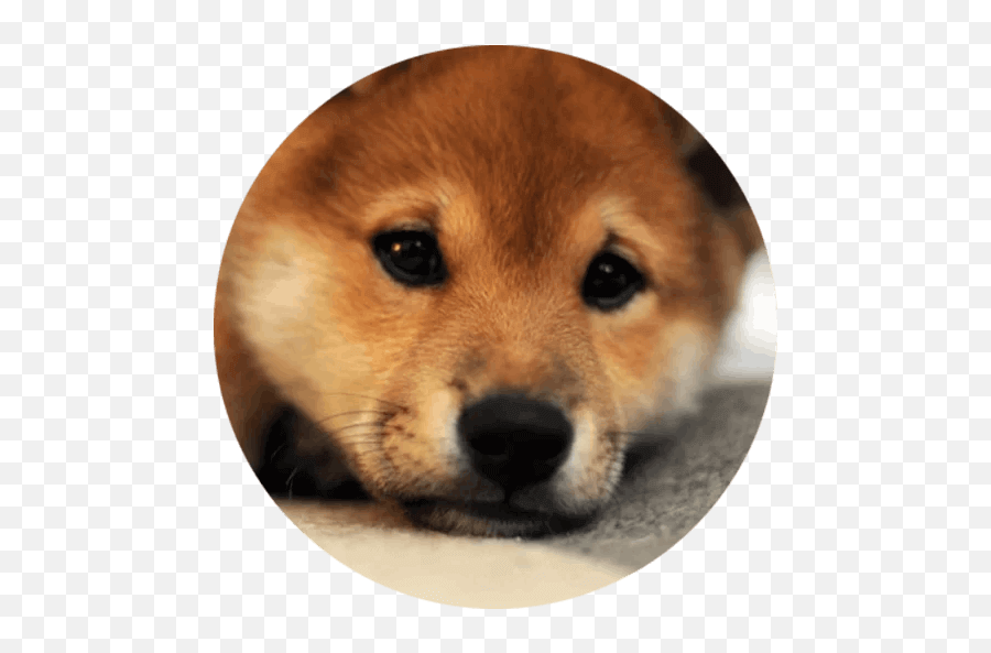 Doge Sticker Pack For Telegram - Telegramguides Shiba Inu Puppy Png,Doge Face Png