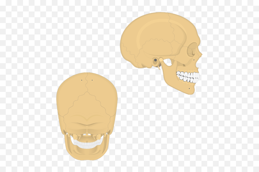 Major Sutures Of The Skull - Blank Skull Diagram Png,Skull And Bones Png