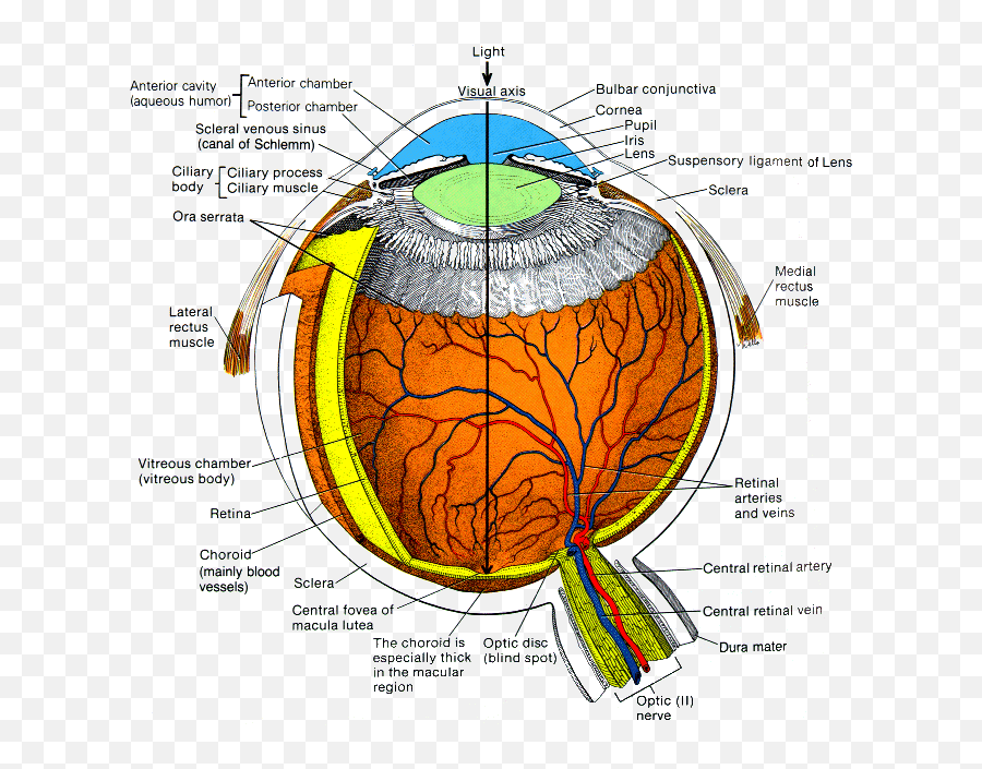 The 13th Colony 03012005 - 04012005 Eye Diagram Optic Chiasm Png,Objectdock Icon Packages