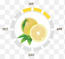 Our Varieties - Suntreat Meyer Lemon png
