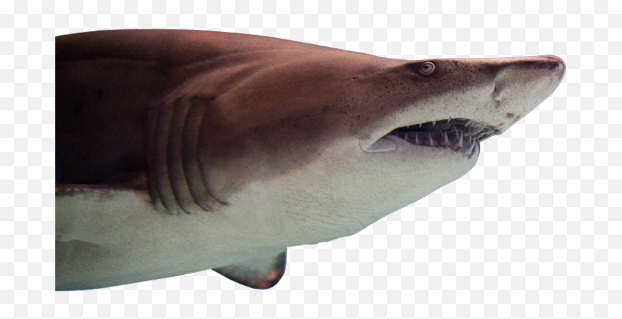 Greater Cleveland Aquarium - Tiger Shark Png,Fish Swimming Png