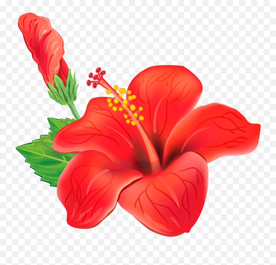 Tropical Flowers - Hawaiian Flower Png Transparent,Hawaiian Flowers Png