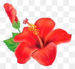 Tropical Flowers - Hawaiian Png Transparent