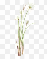 Petru Sally - Papyrus Uc Botanical Garden Hierochloe Png,Papyrus Png
