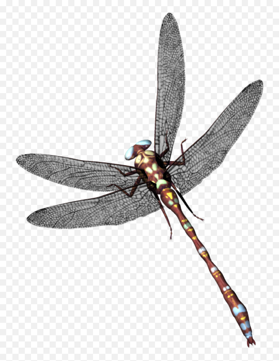 Dragonfly Png Image - Capung,Dragonfly Png