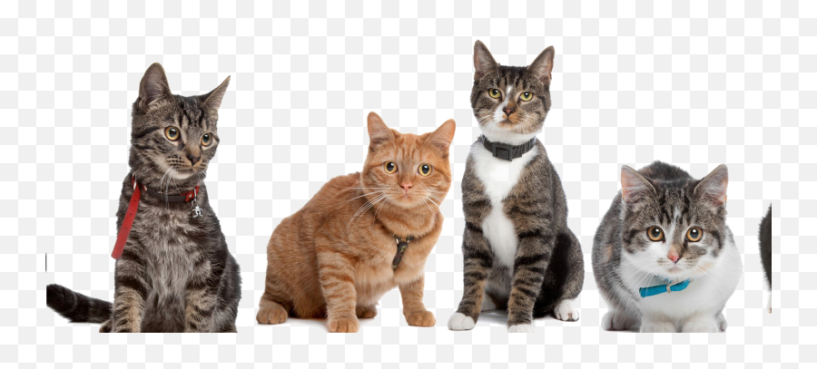 Cute Cat Png High - Strong Independent Woman Starter Pack,Cute Cat Png