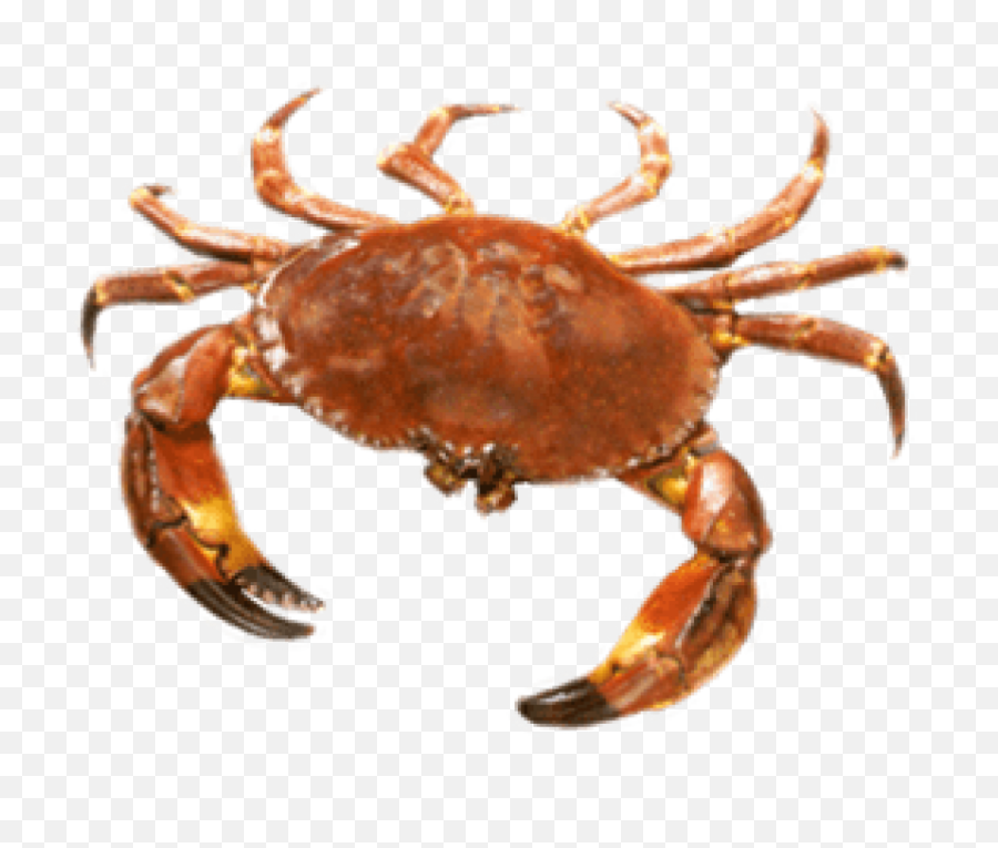 Png Crab - Transparent Background Crab Png,Crab Transparent Background