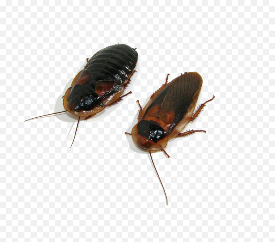 Roach Png Transparent Image - B Dubia Roaches,Roach Png