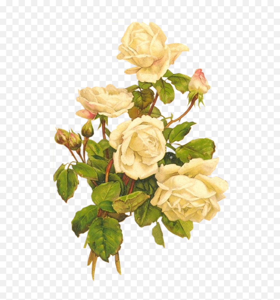 Download Hd Yellow Roses Bumbdalebee - Vintage White Rose Vintage White Rose Png,White Roses Png