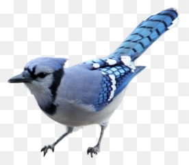Blue Jay Png 6 Image - Transparent Blue Jay Bird,Blue Jay Png