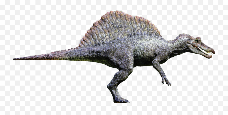 Download Hd Spinosaurus Transparent Png - Spinosaurus From Jurassic Park 3,Jurassic Park Transparent