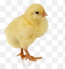 Baby Chicken Free Png Image Arts - Chicken,Chicken Leg Png