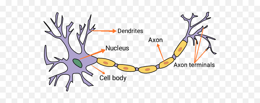 Introduction To Artificial Neural Networks In Python - Neuron Clipart Png,Neuron Png